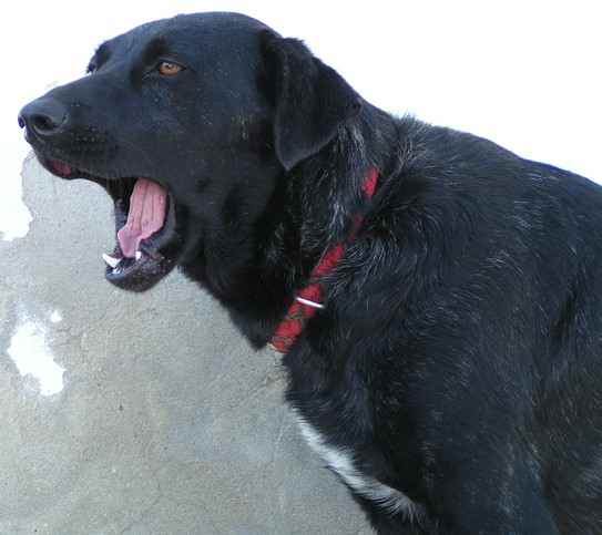 Geschichte der Bardinos